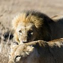 TZA MAR SerengetiNP 2016DEC24 LemalaEwanjan 053 : 2016, 2016 - African Adventures, Africa, Date, December, Eastern, Lemala Ewanjan Camp, Mara, Month, Places, Serengeti National Park, Tanzania, Trips, Year